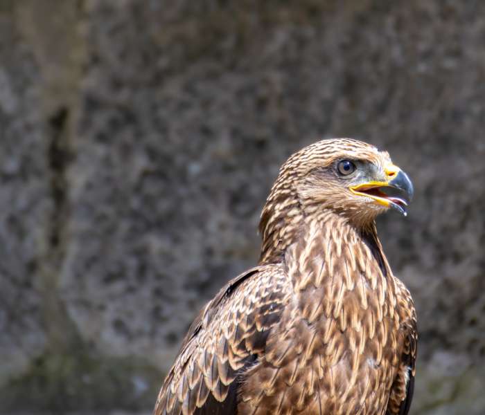 Rosenburg und Greifvogel Flugshow